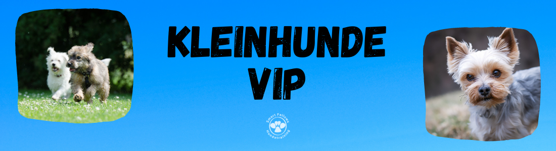 Kleinhundegruppe